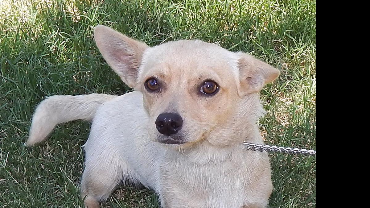 
Dee is a 10-pound, 2-year-old Chihuahua who was abandoned by a college student. Sweet little Dee would be an adorable companion or family dog for any home. Dee is available for adoption at Merced SPCA at 1021 Childs Ave. Wednesday through Saturday 10 a.m. to 1 p.m.
