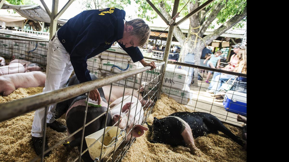 
Atwater High School student Trystan Giesbrecht, 17, brushes his 263-pound swine, named Bacon, on Tuesday at the Merced County Fairground in Merced.
