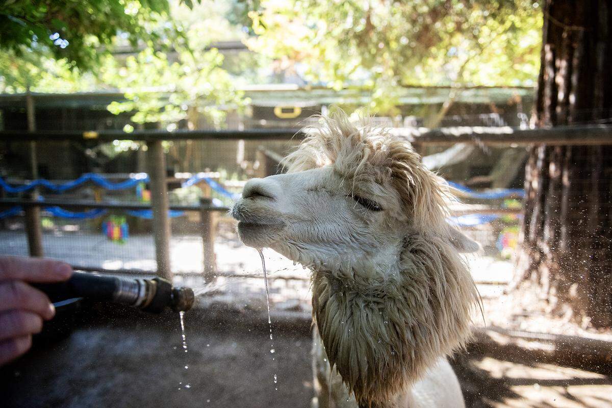 An alpaca is sprayed down with water as a way to help it stay cool at the Applegate Park Zoo in Merced, Calif., on Friday, Aug. 22, 2025. Zookeeper Joshua Moreno said some of the ways zoo staff help to ensure the animals stay cool during the summer months include providing them with frozen produce, ice blocks and pools. 