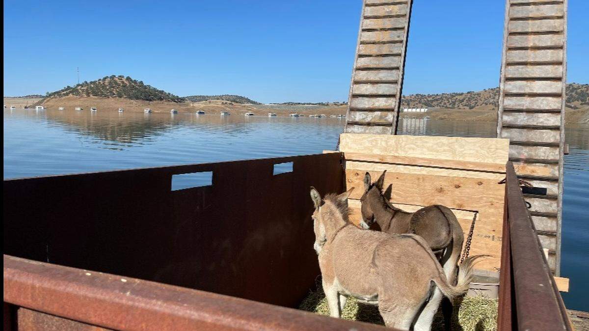 Two donkeys were rescued from an island in Lake McClure on Tuesday, thanks to a local group sympathetic to the donkeys’ plight. Only days remained until the tiny island the donkeys were on is expected to be completely submerged.