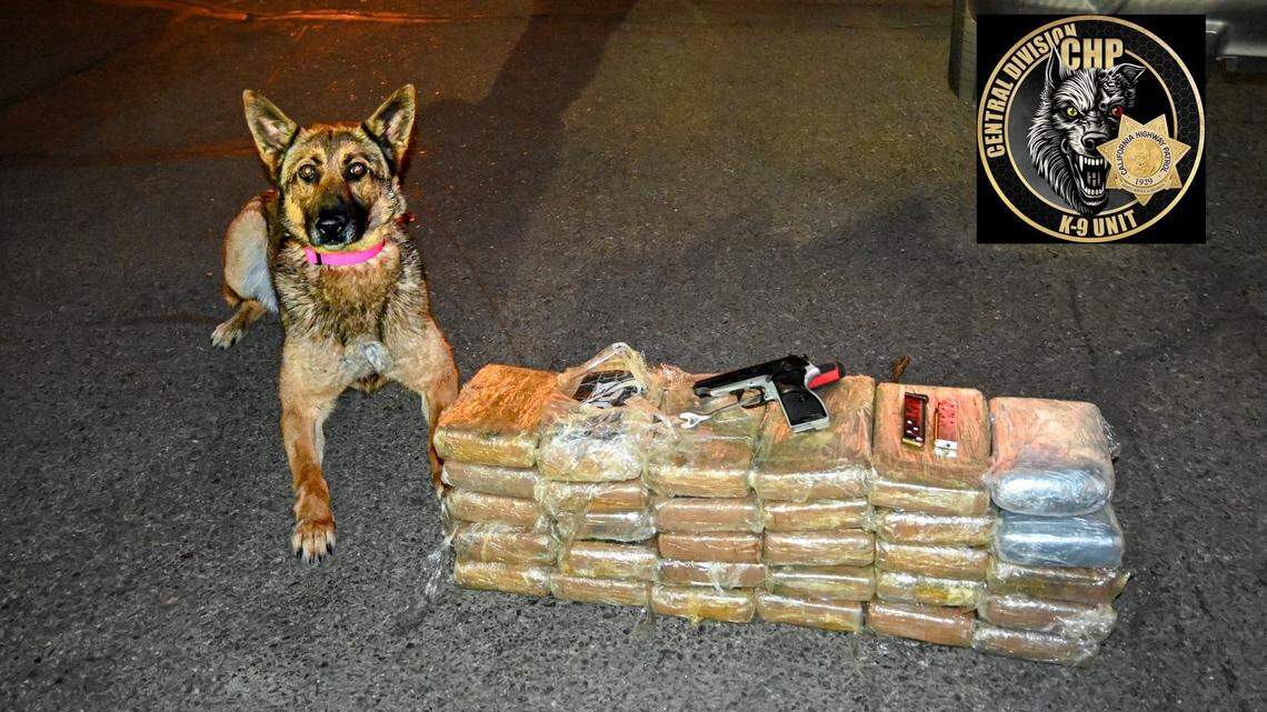 K-9’s nifty nose leads to large drug bust in Merced County, CHP says