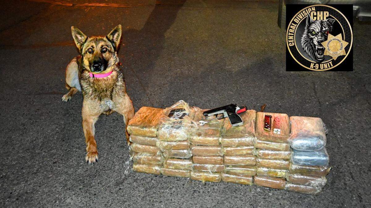 CHP K-9 Shei alerted his partner to the presence of narcotics during a traffic stop in Merced County on Monday, March 23, 2026.
