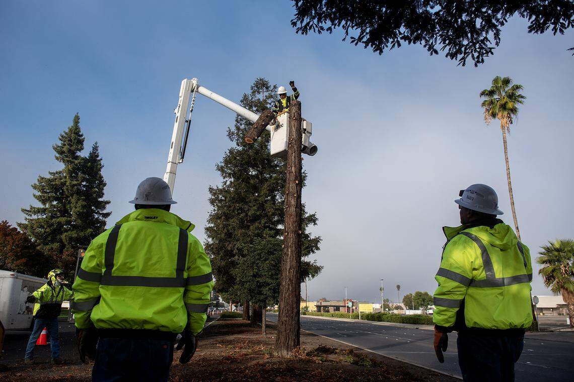 City of Merced Public Works Trees Division crew members work to remove a tree from the median along West Olive Avenue in Merced, Calif., on Thursday, Nov. 6, 2025.  