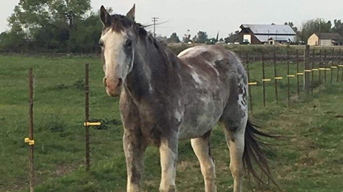A Merced County horse named Mr. T has made a great recovery in the past 14 months after being a victim of animal cruelty.