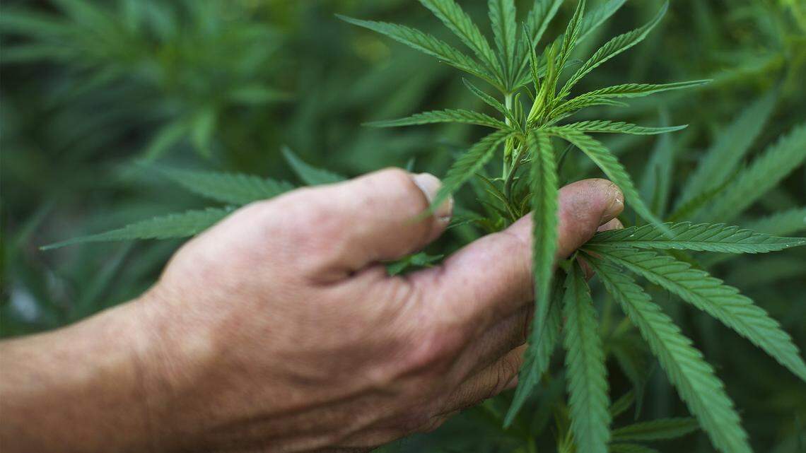 This man was growing 2,079 marijuana plants. Now, he’s facing life in prison