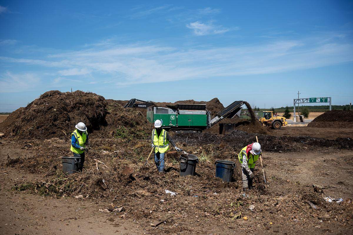 Workers remove trash and contaminants from green waste at the Merced County Regional Waste Authority composting site at the Highway 59 Landfill in Merced County, Calif., on Thursday Aug. 7, 2025. 
