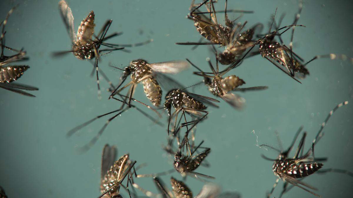 In this Sept. 29, 2016 file photo, Aedes aegypti mosquitoes, responsible for transmitting Zika, sit in a petri dish at the Fiocruz Institute in Recife, Brazil.