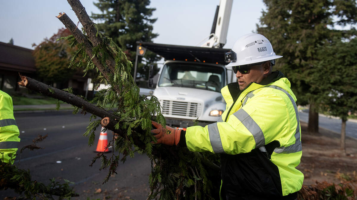 City of Merced Arborist and Public Works Director for Parks and Trees Division, Angel Nunez, 46, carries tree limbs to a wood chipper as crews work to remove selected trees from the median along West Olive Avenue in Merced, Calif., on Thursday, Nov. 6, 2025. in Merced, Calif., on Thursday, Nov. 6, 2025.