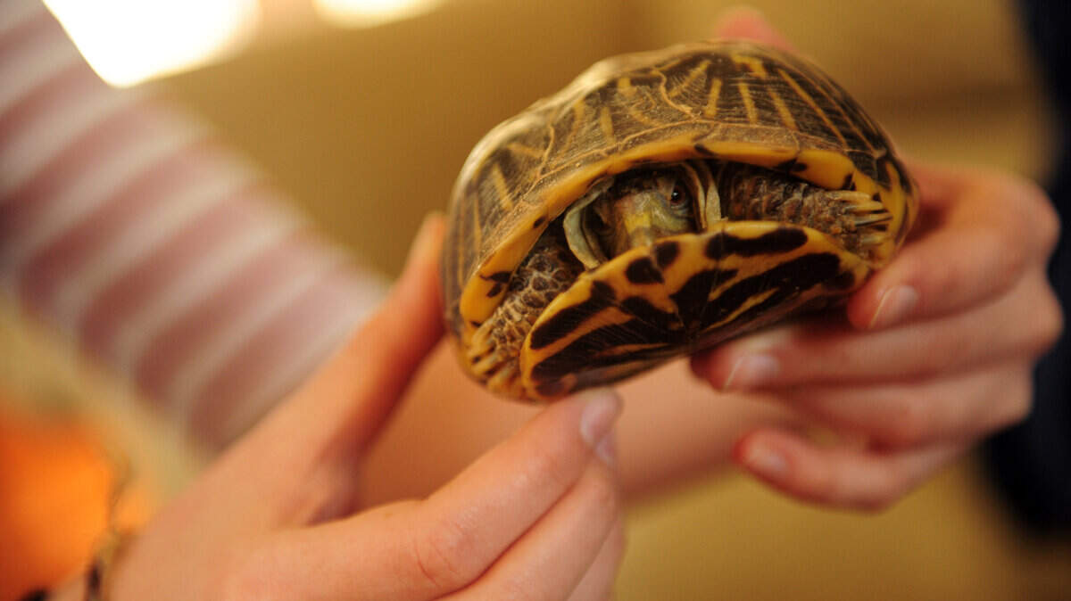 Celeste Hopper holds a box turtle, an endangered species.