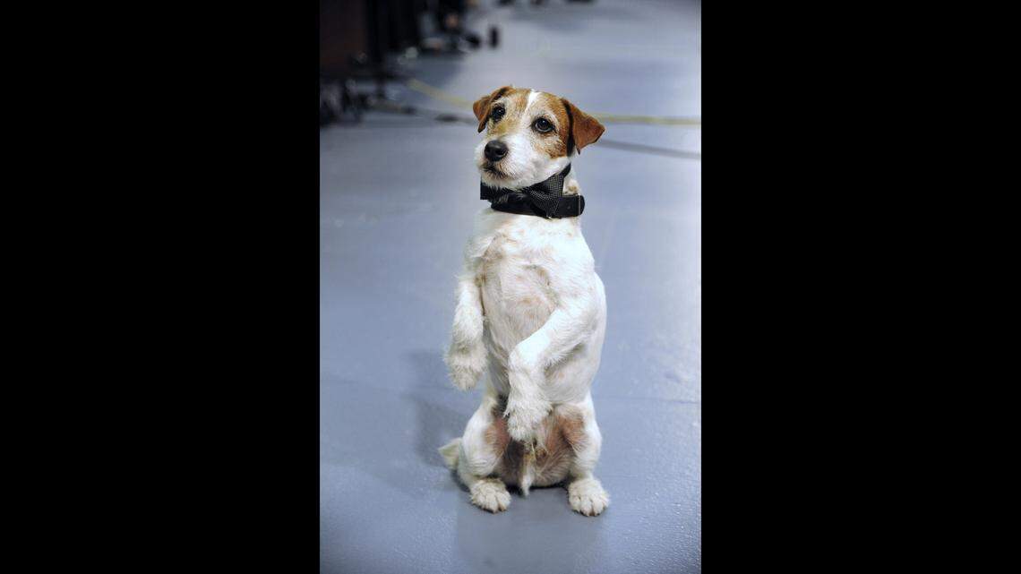 Is your pooch a master manipulator, when it come to food? Tips to end begging behavior