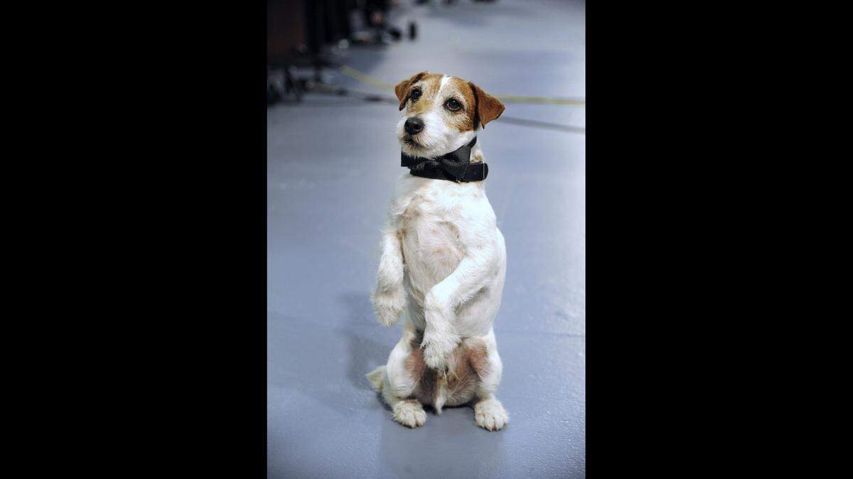 Uggie the dog sits up at a ceremony honoring the cast and crew of “The Artist” with the “Made In Hollywood” honor, in this January 31, 2012 file photo at RED Studios in Hollywood, California.