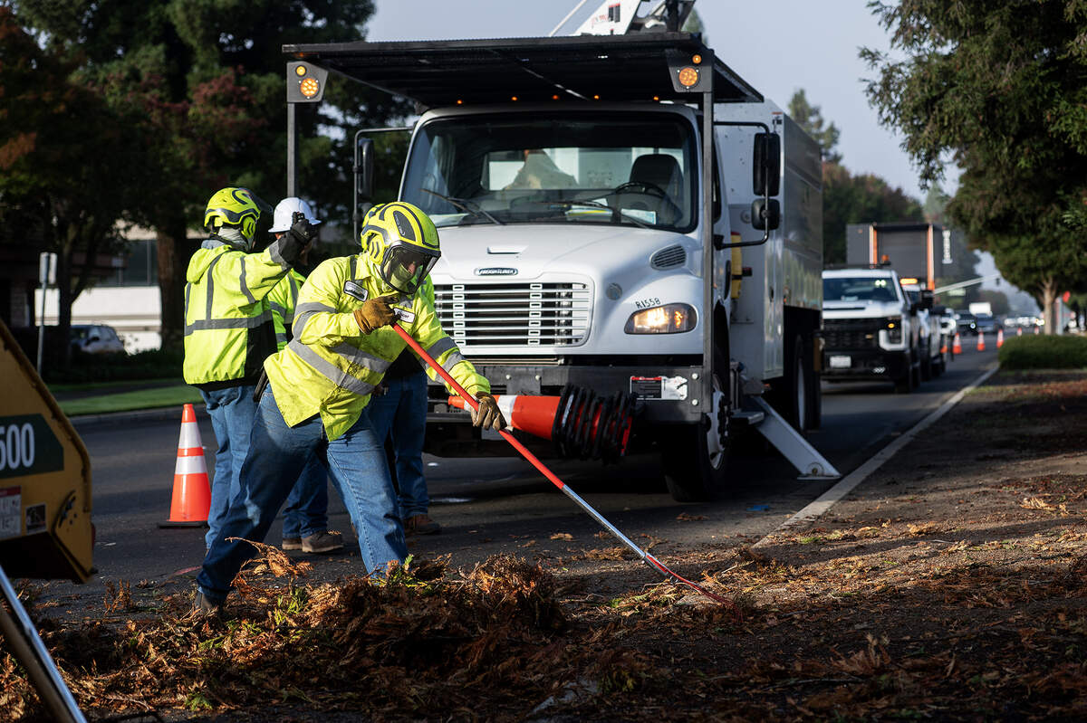 City of Merced Public Works employees and part of the trees division clean up debris as crews work to remove selected trees from the median along West Olive Avenue in Merced, Calif., on Thursday, Nov. 6, 2025.