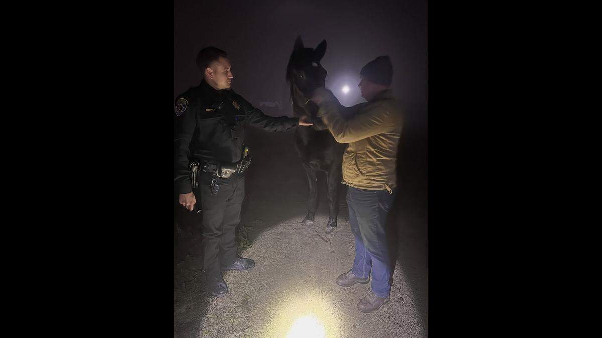 A driver crashed into a horse in Merced County while driving in dense fog early Friday morning.