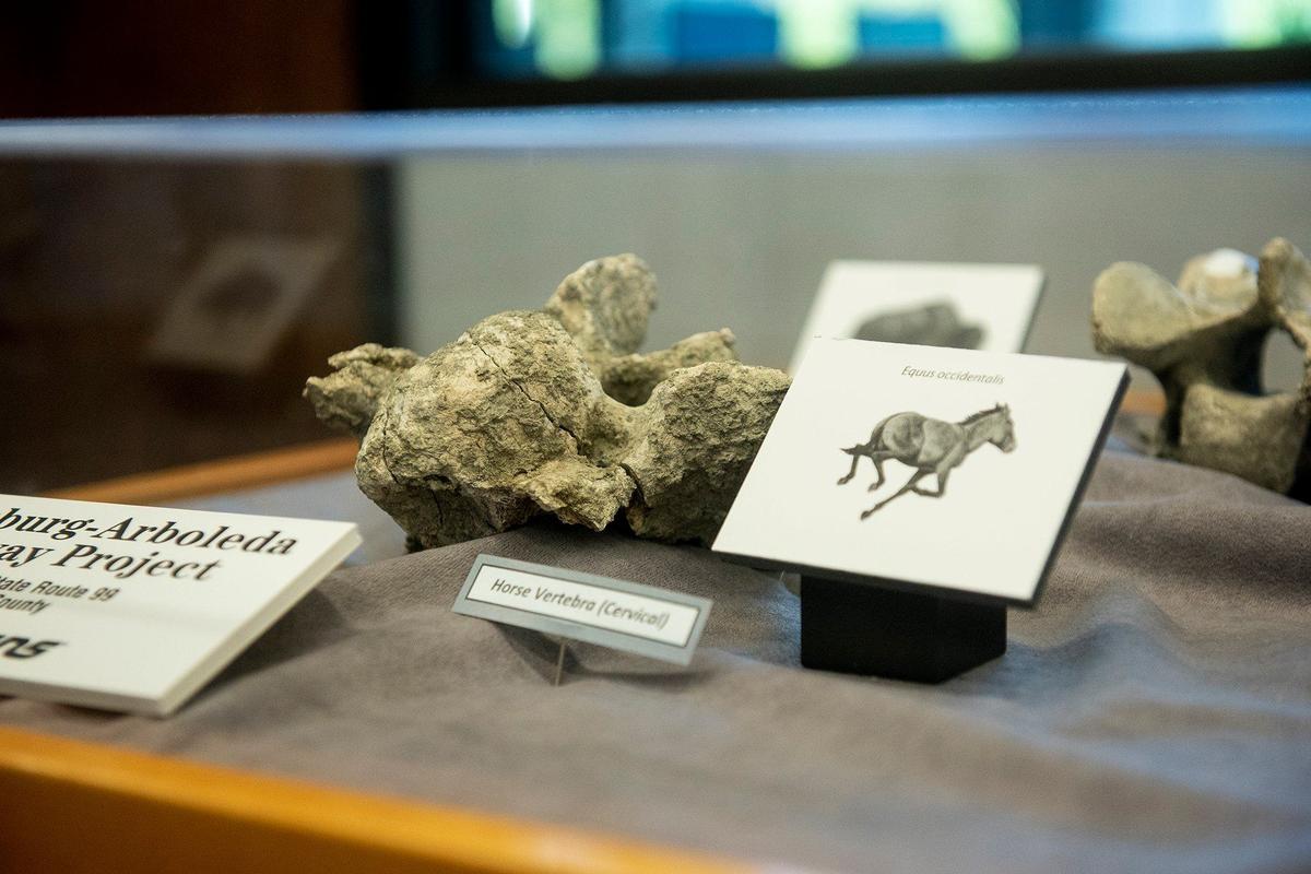 Fossils that were discovered during construction of the Plainsburg-Arboleda project along Highway 99 in Merced County, are on display at the Merced County Library in Merced Calif., on Wednesday, Sept. 11, 2024. According to Merced County Librarian Amy Taylor, the fossils are roughly 12,000 years old.