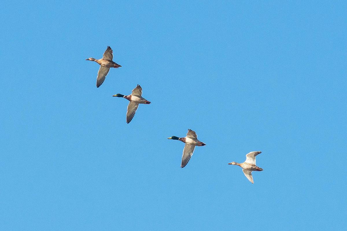 Mallard ducks take flight over the San Luis National Wildlife Refuge in Los Banos, Calif., on Sunday, Oct. 20, 2024.