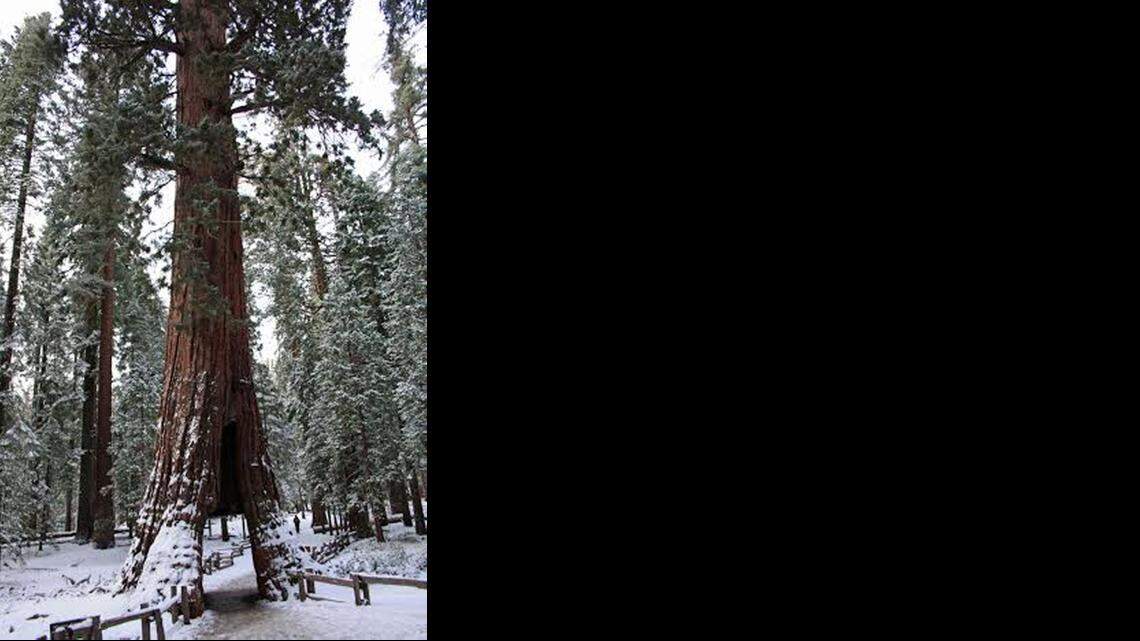 Blauert on Outdoors: Get your grove on, giant sequoias aren’t far away