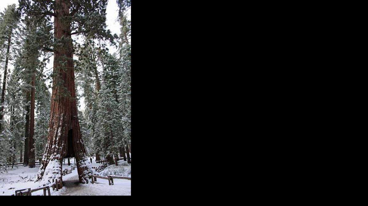 Mariposa Grove is a great place to view giant sequoia trees.
