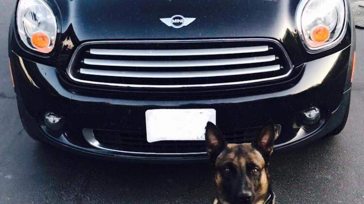 Merced County California Highway Patrol K-9 officer Bruce helped sniif out 13 pounds of heroin and 9 pounds of cocaine on Interstate 5 south of Nees Avenue, CHP said on Friday, Sept. 22, 2017.