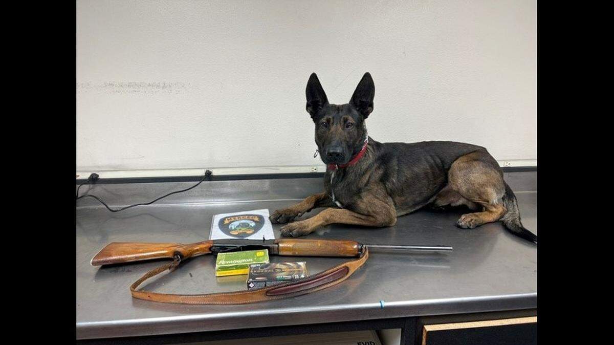 Merced Police K-9 Officer Zeke poses with a gun officers seized when investigating a stalking case.