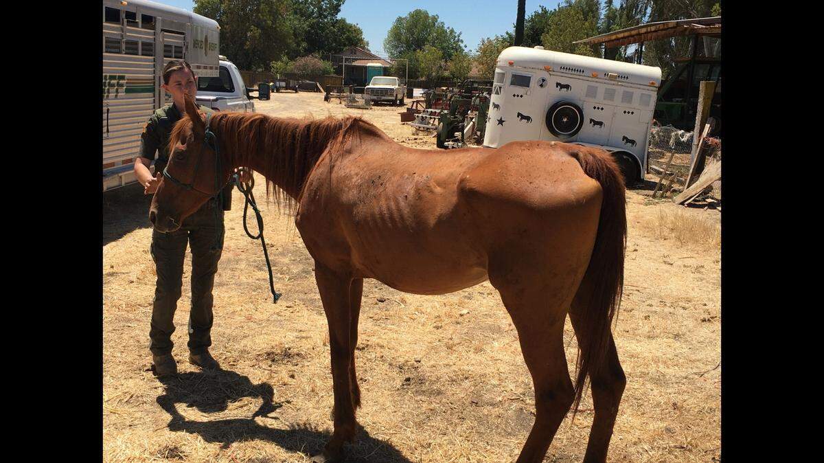 Three horses were taken from a property in Merced this week after a Merced County Sheriff Animal Control Officer noticed the horses were underweight and didn’t have adequate food and water.
