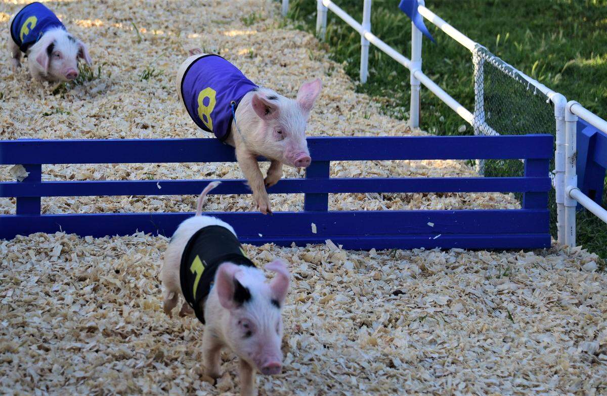 The pig races were a popular event on the opening day of the Merced County Spring Fair in Los Banos on Wednesday, April 27, 2022 in Los Banos, Calif.