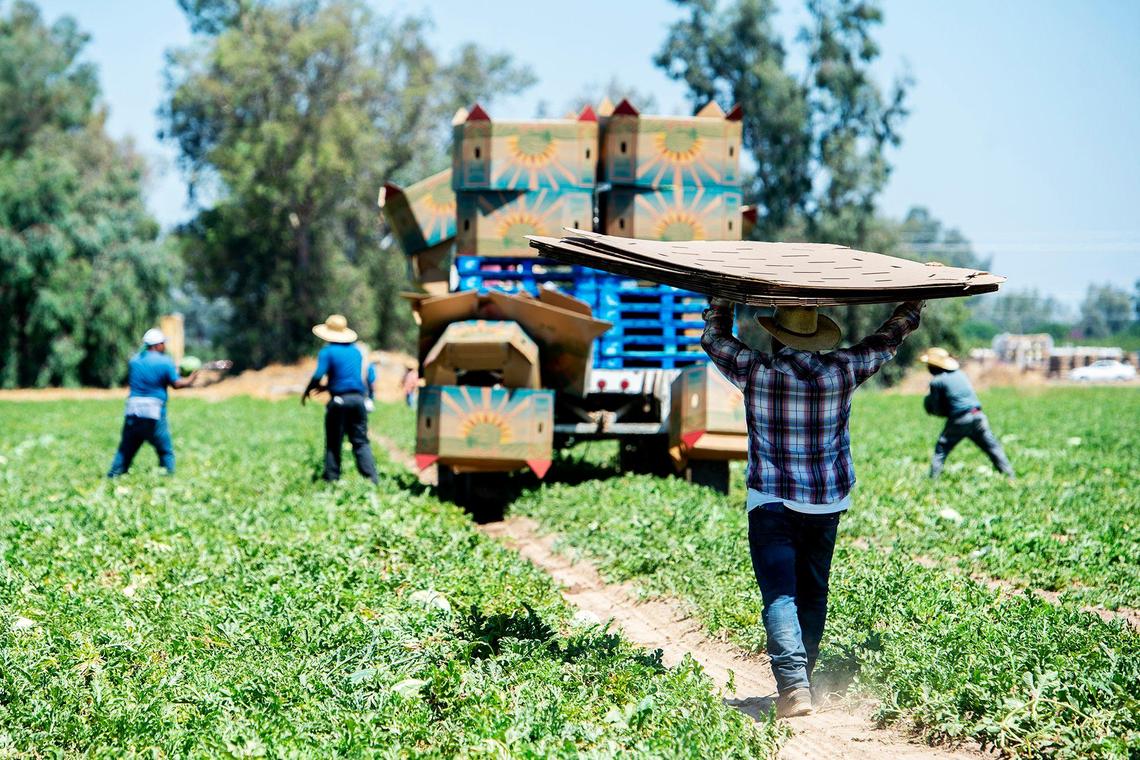 Watermelons are harvested from farmland near the intersections of Green Sands Avenue and Gurr Road in Atwater, Calif., on Thursday, Aug. 6, 2020.