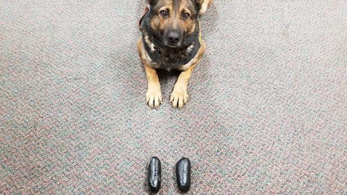 Beny, a K-9 officer with the Los Banos-area California Highway Patrol, poses with about a half-pound of black tar heroin he sniffed out on Wednesday, Sept. 5, 2018, according to CHP.