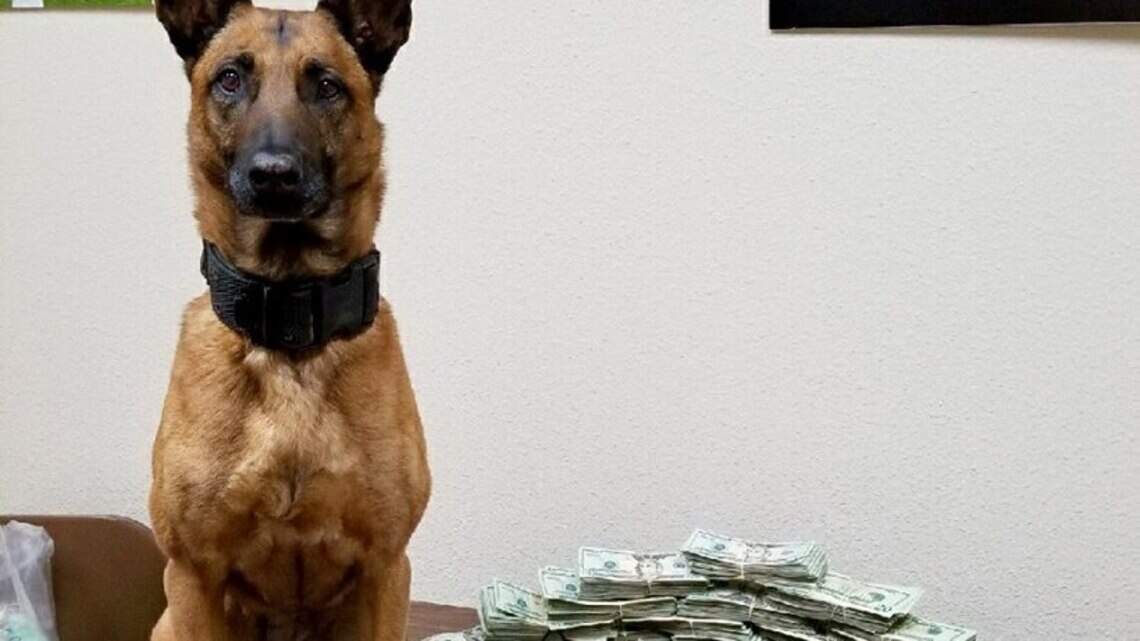 Here's what a Merced K-9 recently sniffed out in a car's hidden compartment