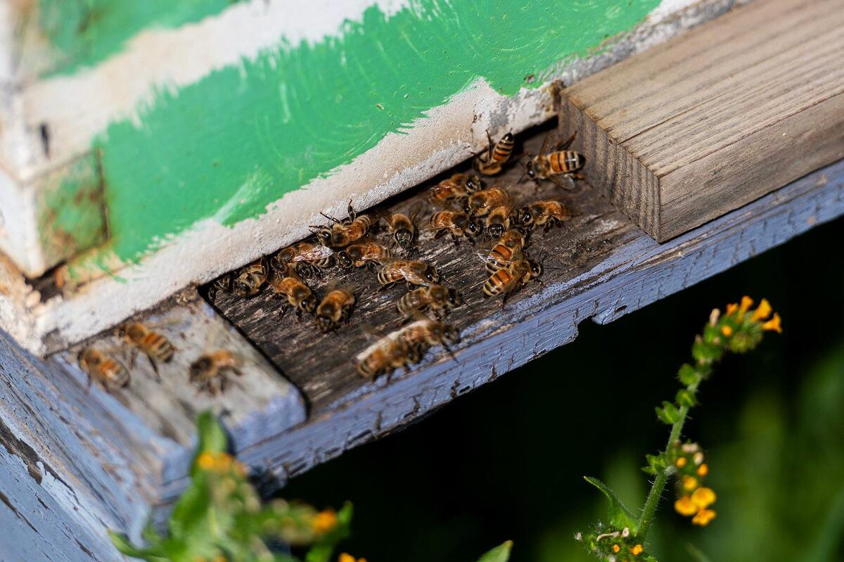 Honey bees enter and exit a hive at Riverdance Farms in Livingston, Calif., on Thursday, March 20, 2025. The bees play a vital role in crop production for farmers in California’s Central Valley.