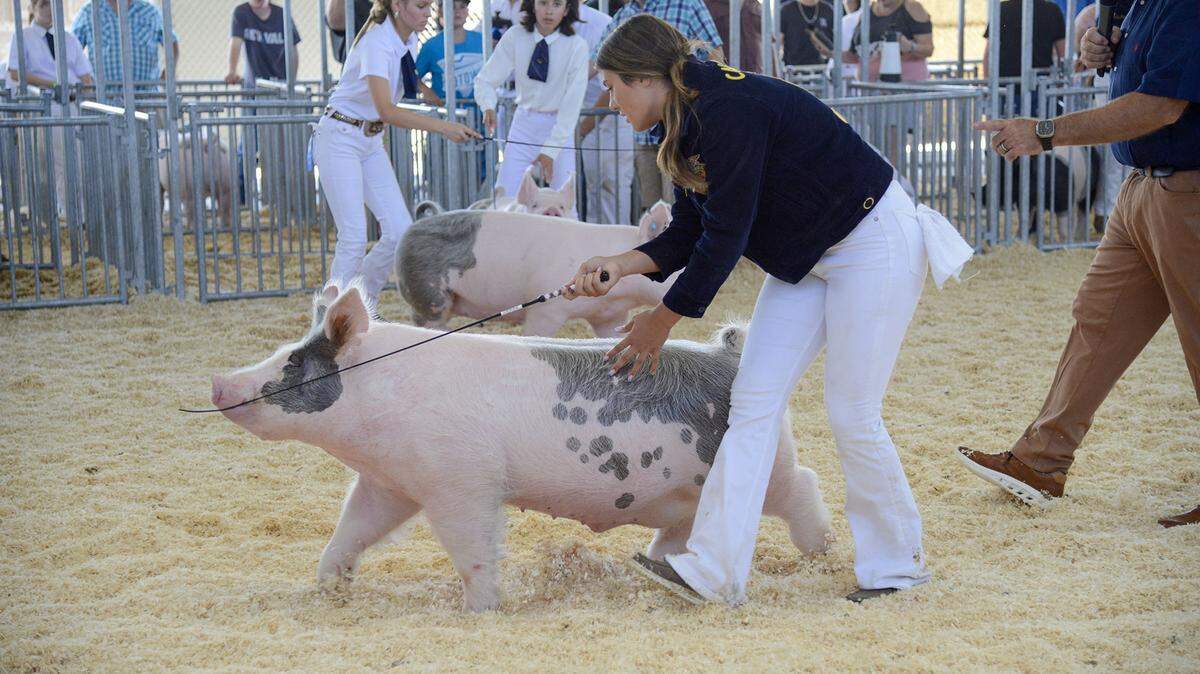 The swine division at the Merced County Fair, located in the Hilmar Cheese Barn. On Wednesday, June 5.
