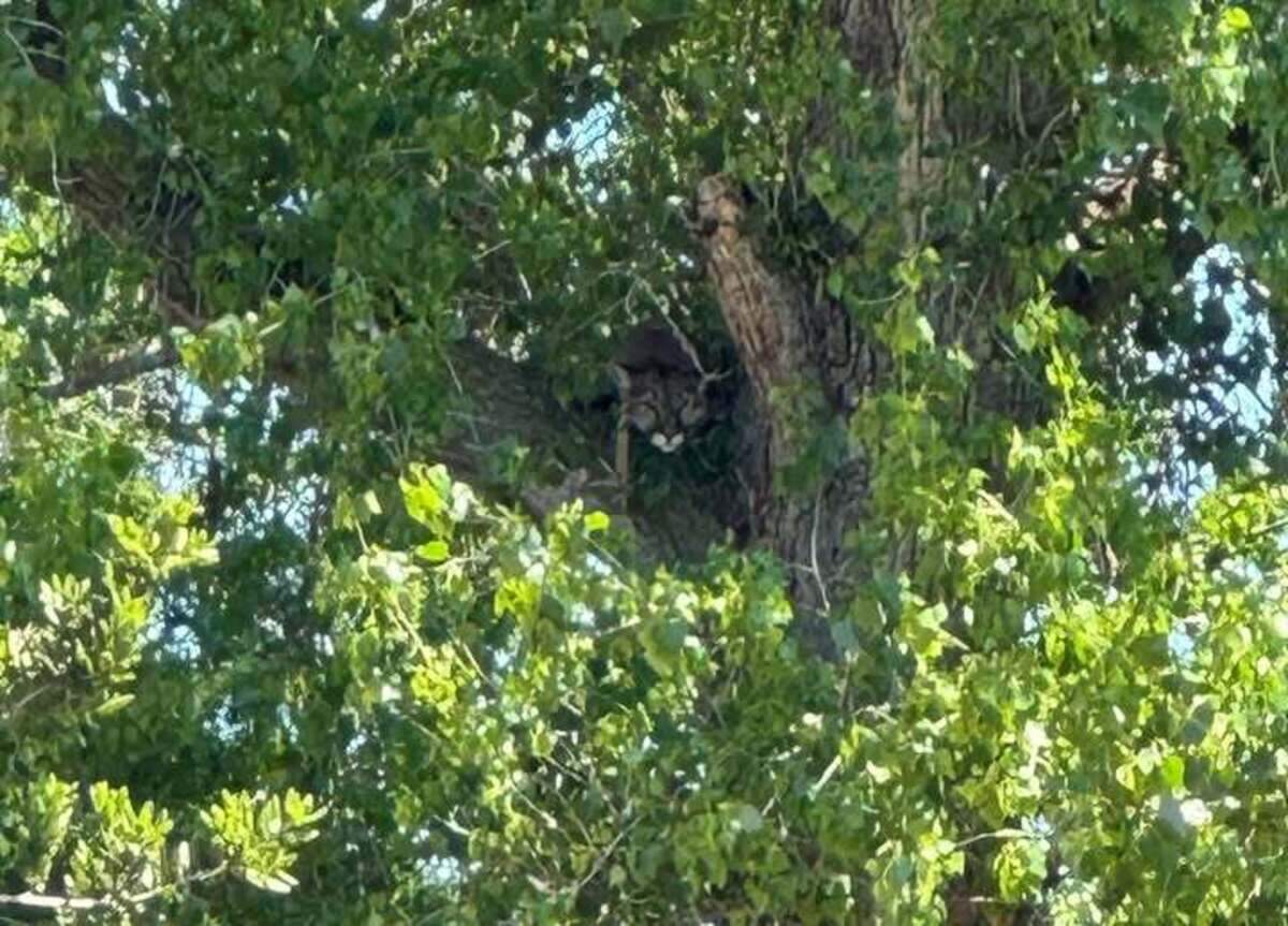 A resident spotted the mountain lion in a tree along Cottonwood Creek in North Merced on Friday, April 3, 2026.