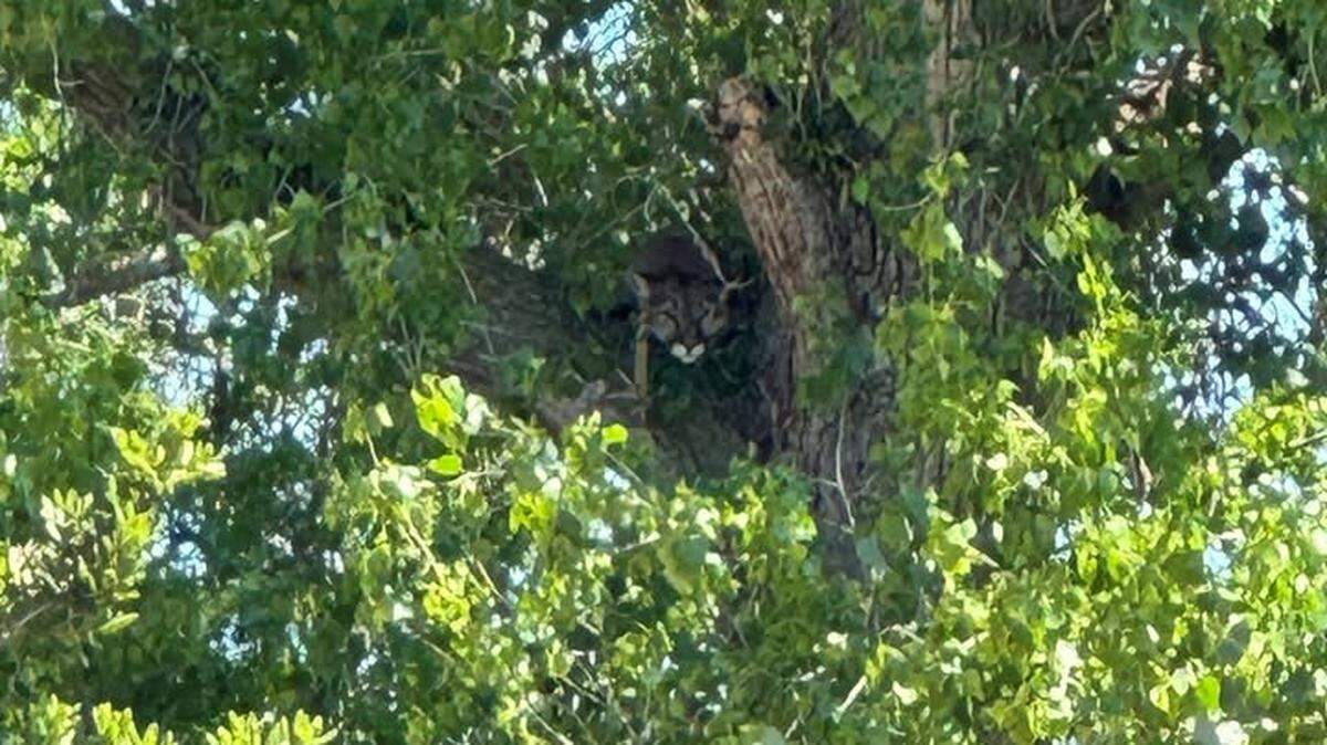 A resident spotted the mountain lion in a tree along Cottonwood Creek in North Merced on Friday, April 3, 2026.