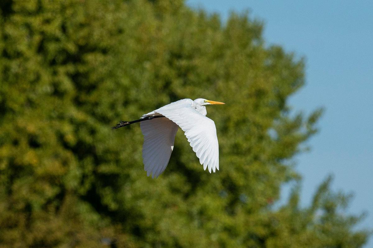 An Egret takes flight at the San Luis National Wildlife Refuge in Los Banos, Calif., on Sunday, Oct. 20, 2024.