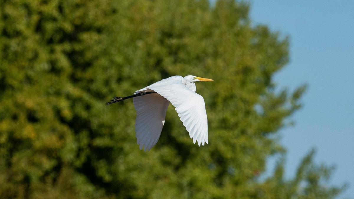 An Egret takes flight at the San Luis National Wildlife Refuge in Los Banos, Calif., on Sunday, Oct. 20, 2024.