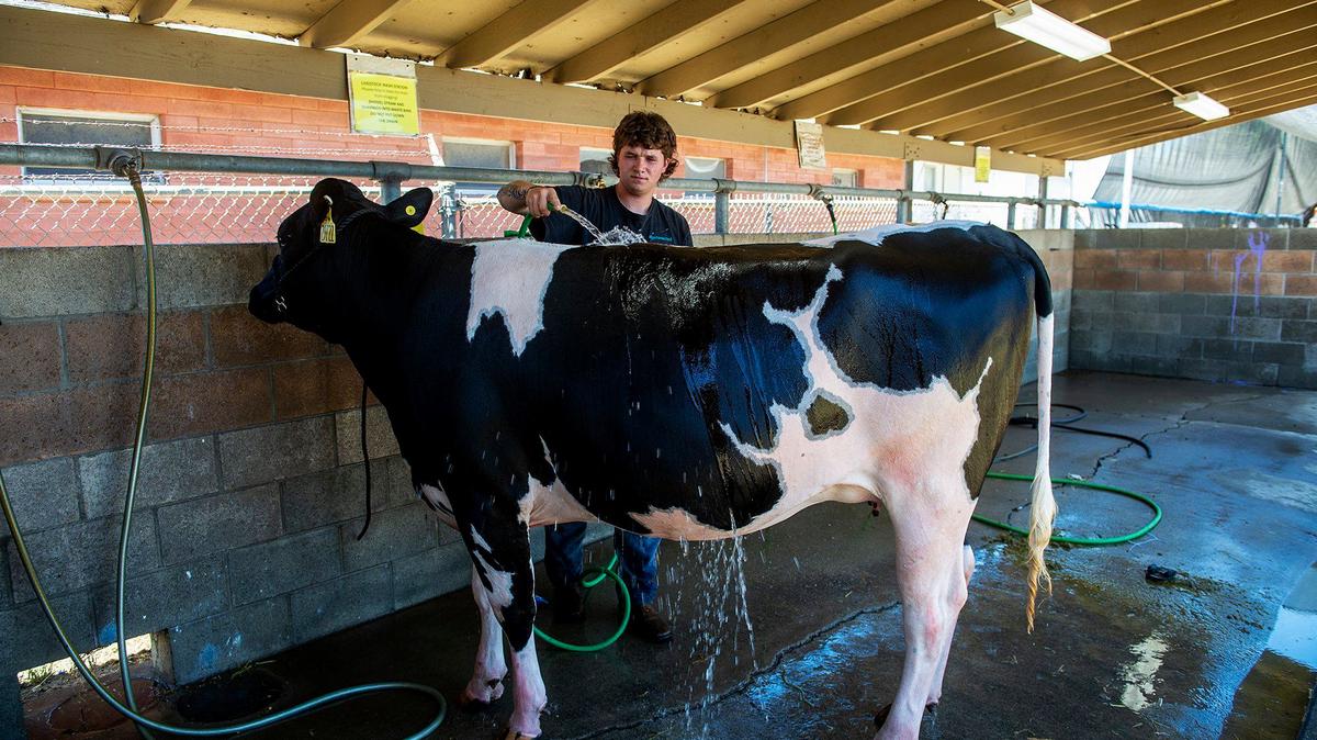 El Capitan High School FFA member Reagan Morgan washes down and cools off a dairy replacement heifer at the Merced County Fair in Merced, Calif., on Thursday, June 6, 2024.