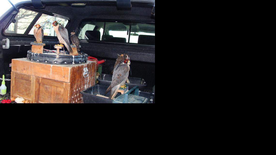 Brigitte Bowers: Falcons at UC Merced preserve an age-old relationship