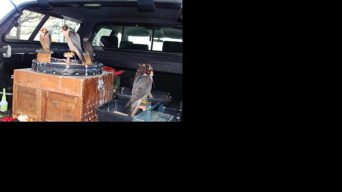  George Pena’s falcons, wearing hoods and sitting in the back of his truck, wait their turn to take flight.

