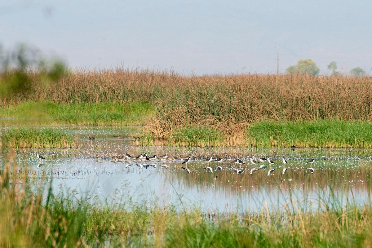 Black-necked stilts (foreground) and Long-billed dowitchers (background) gather on the water at the San Luis National Wildlife Refuge in Los Banos, Calif., on Sunday, Oct. 20, 2024.