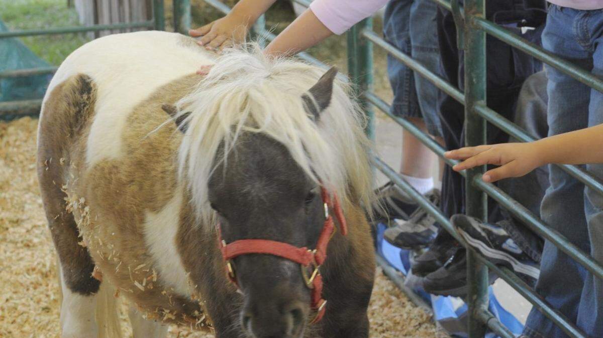 Children pet an animal at a past year’s Merced County Spring Fair.