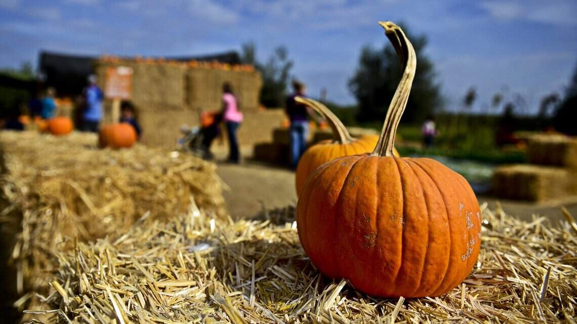 Events to celebrate the spooky season in Merced this Hallo-weekend