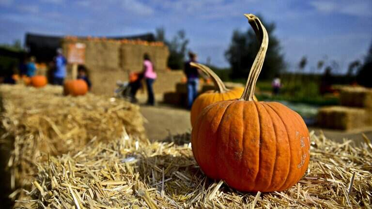 Fall fun on a grand scale: Merced-area farm mazes, pumpkins, activities. Where, when