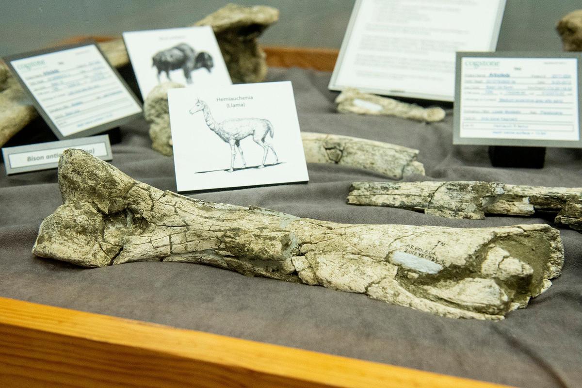 Fossils that were discovered during construction of the Plainsburg-Arboleda project along Highway 99 in Merced County, are on display at the Merced County Library in Merced Calif., on Wednesday, Sept. 11, 2024. According to Merced County Librarian Amy Taylor, the fossils are roughly 12,000 years old.