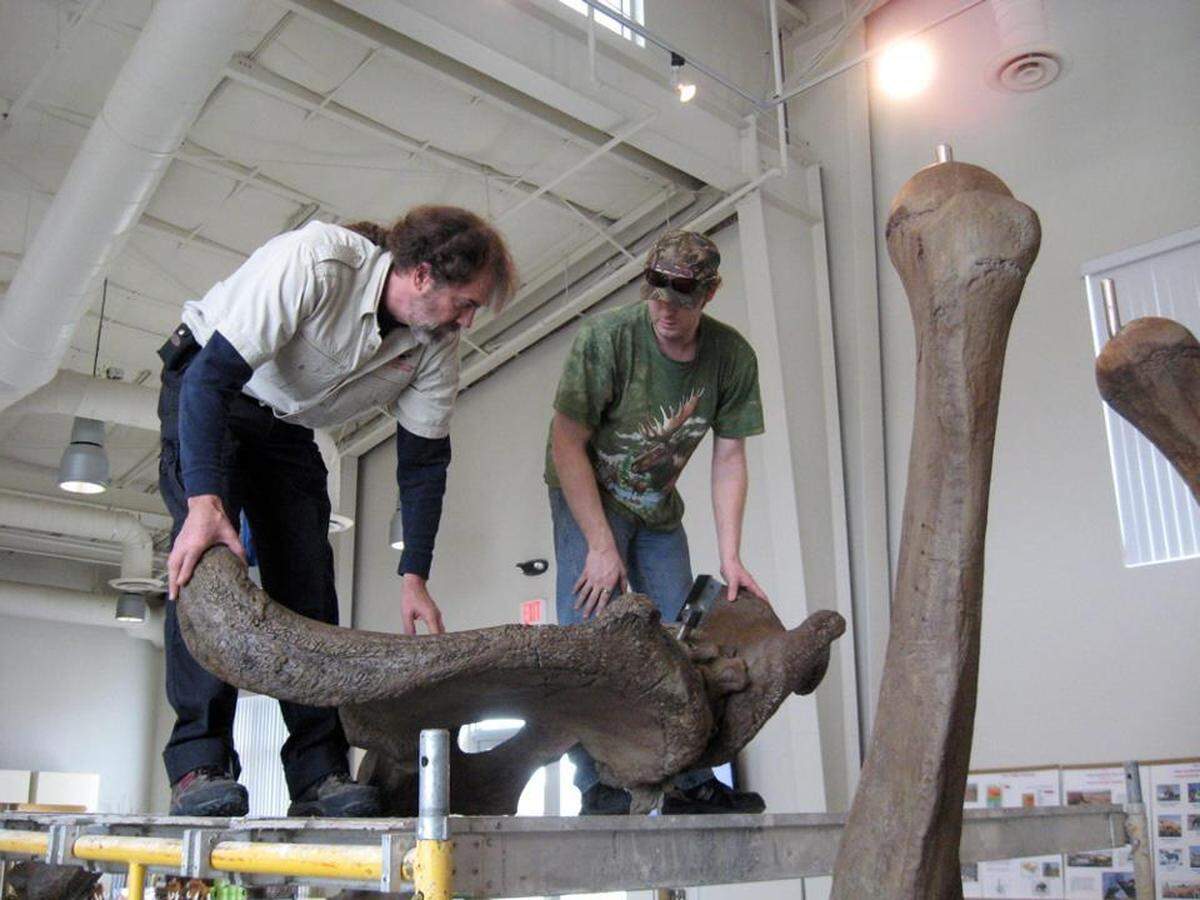 Photo courtesy of the Fossil Discovery Center Workers with Chowchilla’s Fossil Discovery Center position the pelvic bone of a Columbian mammoth. The 13-foot mammoth is the museum’s latest display.