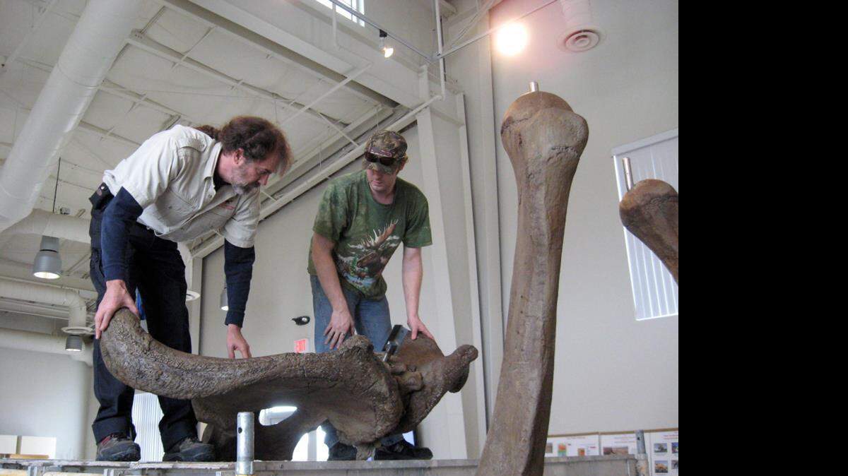 Photo courtesy of the Fossil Discovery Center
Workers with Chowchilla's Fossil Discovery Center position the pelvic bone of a Columbian mammoth. The 13-foot mammoth is the museum's latest display.