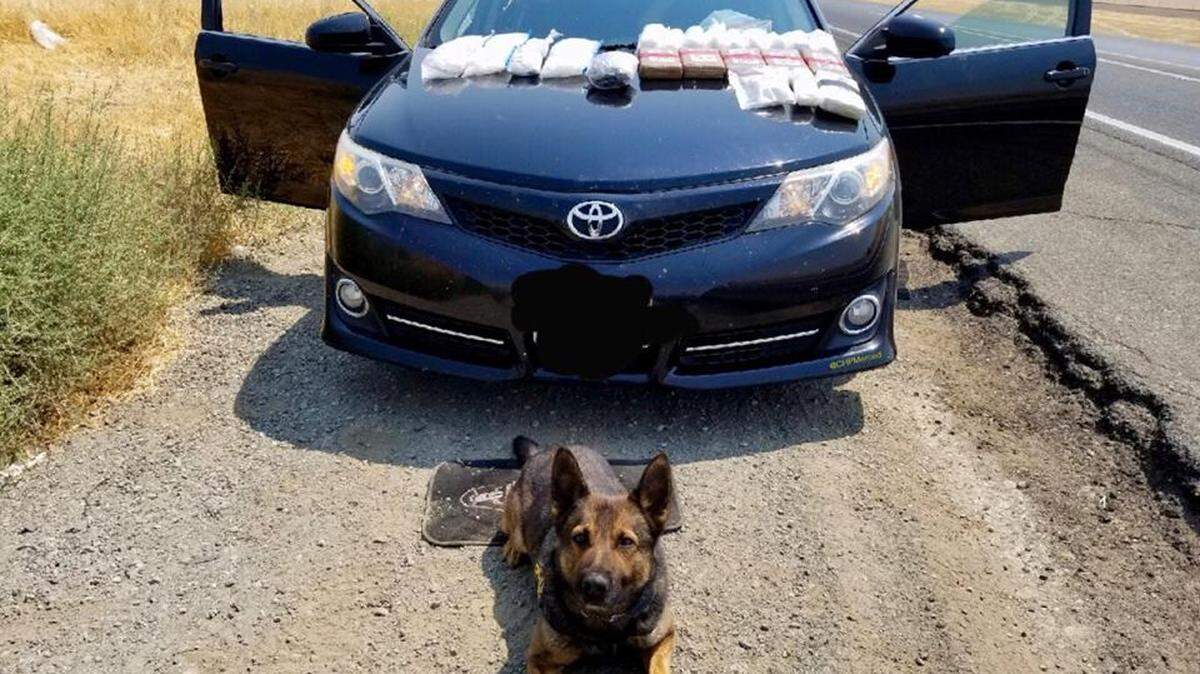 Los Banos area California Highway Patrol K-9 Officer Beny sits near the 2 pounds of heroin, 13 pounds of cocaine and 17 pounds of crystal methamphetamine he helped find on Tuesday, Aug. 7, 2018, according to officers.