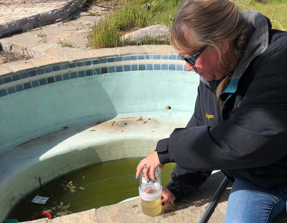 Arlilla Bueno, field services supervisor for the Merced County Mosquito Abatement District, treats a neglected pool in this undated photo in Merced County.