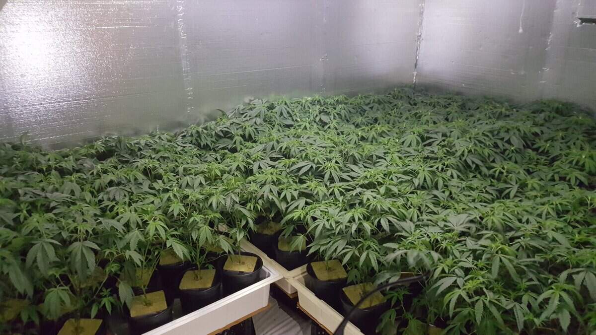 The Merced County Sheriff’s Office eradicated 18,514 marijuana plants and clones, including the plants pictured here, and nine pounds of finished product while also recovering two firearms and a stolen 2015 Sting Ray Corvette during an illegal marijuana enforcement sweep in the last week of March 2019.