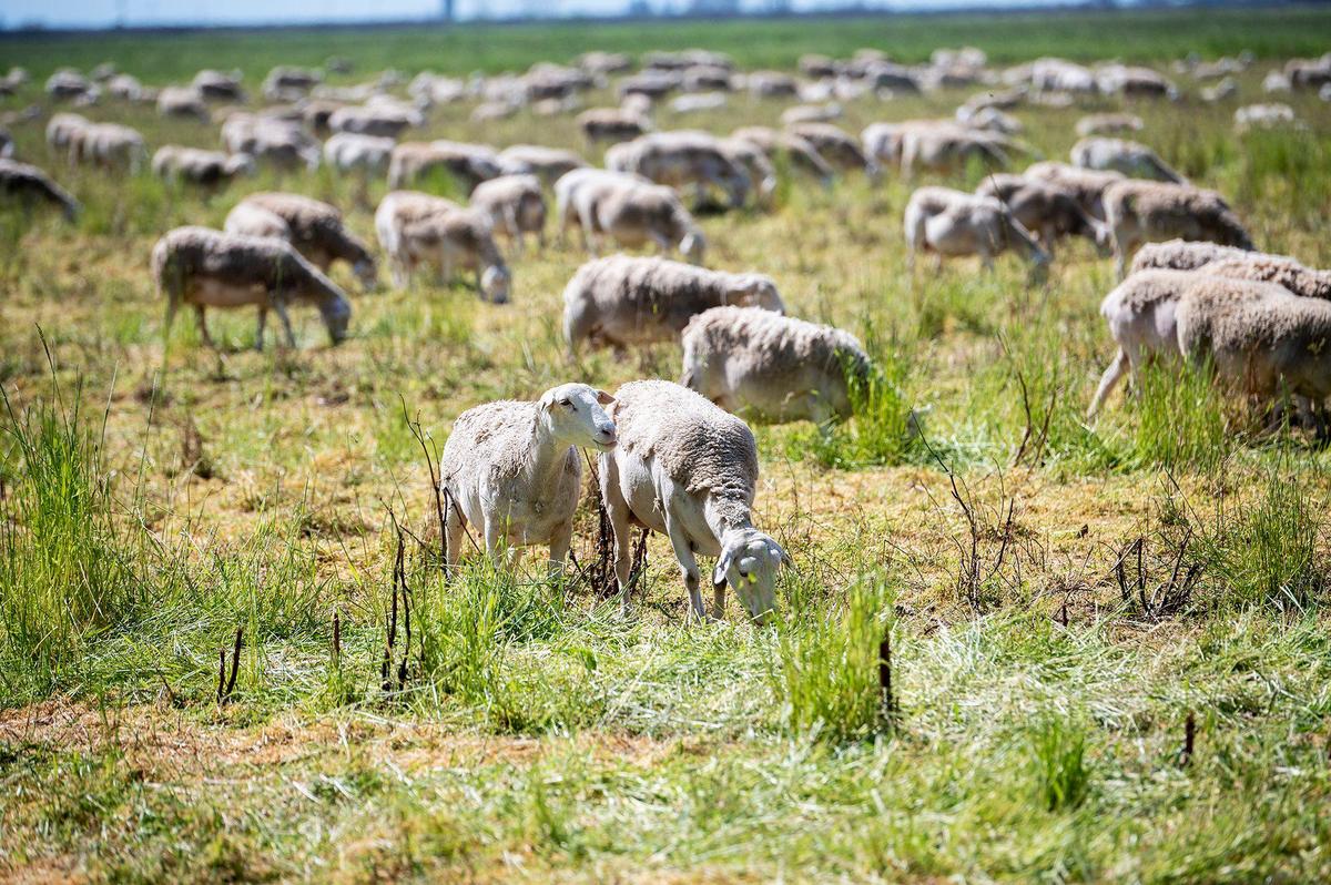 Sheep graze on plant and weed growth in a field at the City of Merced Wastewater Treatment Plant in Merced, Calif., on March 18, 2024. According to Wastewater Treatment Plant Operations Supervisor Charles Slagter, the more than 900 sheep are used as a form of vegetation control allowing the city to avoid the use of costly and harmful herbicides.