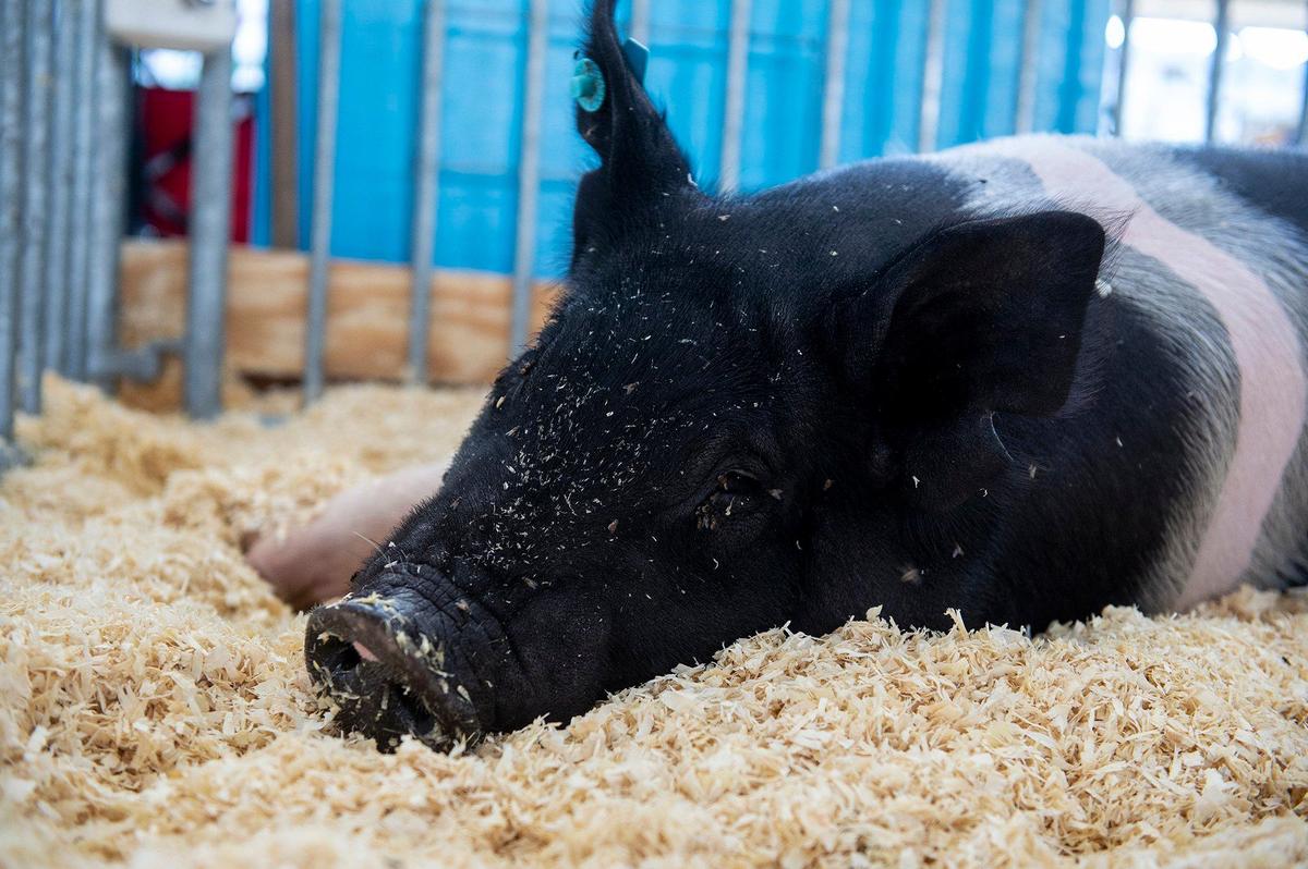 A Hampshire pig named Harry Potter who belongs to Merced River 4H member Callen Wagner, 11, rests inside a pen at the Merced County Fair in Merced, Calif., on Thursday, June 6, 2024.
