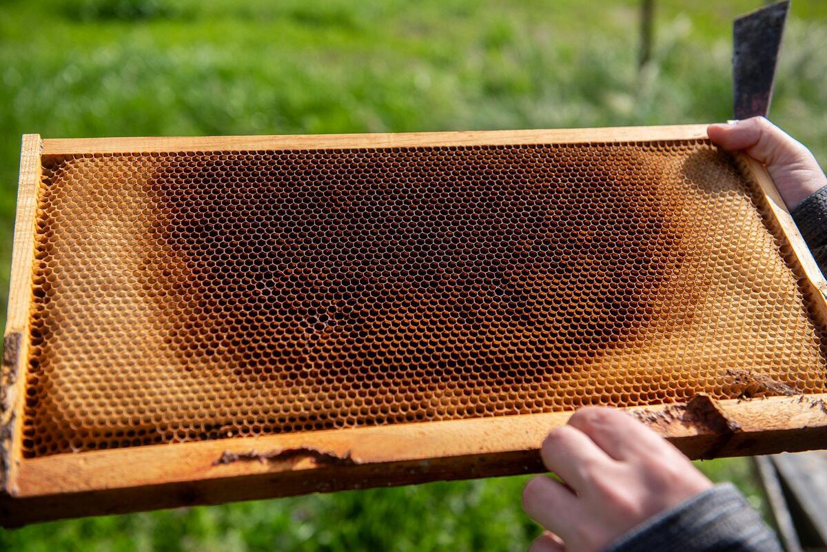 Beekeeper Martin Nordenstrom, 28, shows the honeycomb structure from a beehive at Riverdance Farms in Livingston, Calif., on Thursday, March 20, 2025. Honey bees play a vital role in crop production for farmers in California’s Central Valley.
